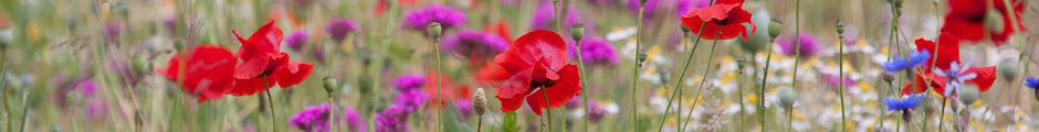 bloemrijk veld