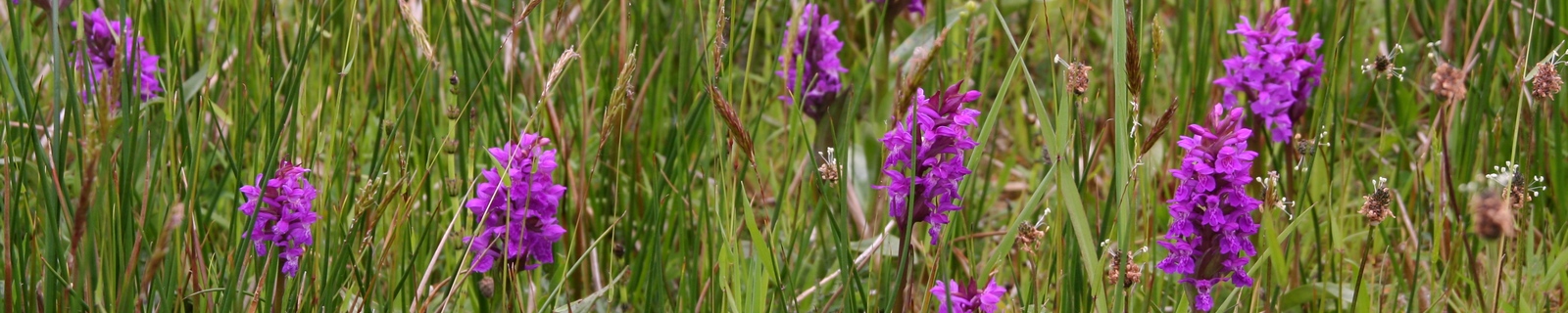 orchis header orchis header