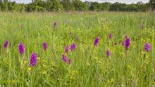 In het voorjaar staan de beekdalen vol orchideeën © André Brasse