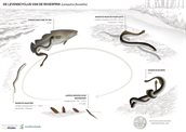 De bijzondere levenscyclus van een rivierprik (Ruim Baan voor Vissen/Waddenfonds