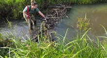 In het prachtige natuurgebied de Heest in de Drentsche Aa heerst een haast idyllische rust. Onder het beekwater speelt zich echter een strijd af waar de meeste mensen zich niet van bewust zijn. Het is een strijd tussen twee bijzondere dieren die ons Nationaal Park rijk is: de rivierprik en de bever. Maar met een beetje hulp hoeft deze strijd helemaal niet gestreden te worden. Leerling-boswachter Daphne Vegter schrijft vandaag een speciaal blog over deze strijd, en hoe we samenwerken met het waterschap en de provincie om ervoor te zorgen dat rivierprik én bever kunnen blijven floreren.